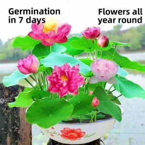Authentic Water Cultivation Lotus Seed Mini Bowl Lotus Seed Outdoor Plant Decorative Greenery Pot Plant Four Seasons Flowering