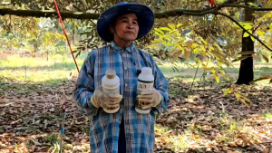 แมกม่าลาวา ยกลัง12ขวด ผสมได้ แมกม่า Maxma 3ขวด ลาวา Lawa 9ขวด ธาตุอาหารหลัก ธาตุอาหารรอง สารเสริมประสิทธิภาพสารเคมีภัณฑ์และสารชีวภัณฑ์ ผสมร่วมกับ ยาเพลี้ย ปุ๋ยน้ำ ฮอร์โมน อินทรีย์ และชีวภัณฑ์