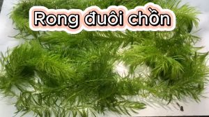 Rong đuôi chồn Rong thả bể thủy sinh dễ sống siêu đẹp. 1 túi lớn.
