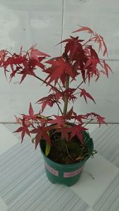 Cây phong lá đỏ - cây cảnh để bàn (Ảnh thật) - hoakiengphuongquyen