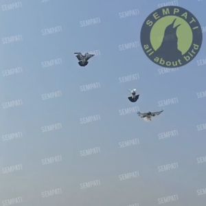 SEMPATI Sawangan Jumbo & Peluit Sempritan Latih Burung Merpati