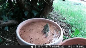 trail camera camera wild animal Hunting Camera Trail Camera Hunting Trail Camera 16MP Wild Animal Photo Wild Camera 1080P waterproof