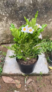 Cây Nguyệt Quế Thái Lá Lớn - Tổng thể tầm 40-50 cm - Sắp hoa hoặc đang hoa chịu nắng!