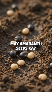 Repacked Amaranth Seeds | Fresh Leafy Vegetable Seeds for Home Garden Pots Containers Urban Gardening & Farming | Easy to Grow Amaranth for Filipino Gardeners Backyard Gardening Vegetable Gardens & Beginner Growers