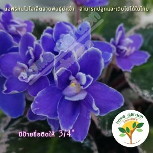 🌼🌼แอฟริกันไวโอเล็ต ดอกคละสี 🌼🌼(African Violet Crazy) กระถาง 3-4 นิ้ว สูง 15 ซม. ต้นไม้ดอกประดับขนาดเล็ก ดอกสีสันหลากหลาย