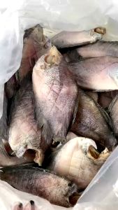 KHÔ CÁ SẶC VỊ LẠT VỪA ĂN KHÔNG MẶN (HÌNH ẢNH THAY ĐỔI THEO LÔ THỰC TẾ)