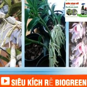 𝐒𝐢ê𝐮 𝐤í𝐜𝐡 𝐫ễ Biogreen ra rễ cực mạnh dưỡng phục hồi rễ giâm chiết cành sang chậu cho cây trồng chai 100ml Kích Thích Ra Rễ Cây Ăn Trái Hỗ Trợ Sức Khỏe Cây Trồng Ngâm Hạt Giống Nẩy Mầm - Lazada