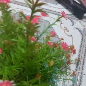 Điểm cúc tana trang trícụm 5 nhánh