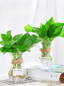 Hydroponic Plant Vase Creative Simple Glass Fresh Transparent Aquatic Green Radish Flower Arrangement Hyacinth Devils Ivy Vase