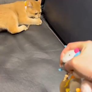 เล่นหนูจิ๋ว หนูล่อแมว หนูปลอมหางเชือก หนูกันตาแมว ของเล่นแมว หนูจำลอง แมวข่วนและกัด หนูขนนิ่ม ล่อเมอ แมวชอบมาก หนูผู้ชาย หนูลูก หนูใส ของเล่น ล่อเมอ แมวชอบมาก