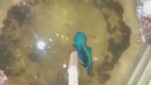 ปลากัดมหาชัย ปลากัดเขียวปลากัดมหาชัยหางใบโพธิ์ ส่งแบบด่วน