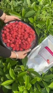 Freeze Dried Strawberry Crispy Ready To Eat Snack Fruit Chips-250g