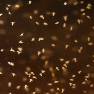IM AQUATIC Brine Shrimp Artemia BBS 10gm 50gm100gm Small Roe