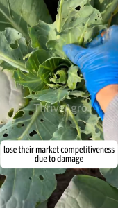 Abamectin + Pyridaben(10.5%) 200ml miticide insecticide systemic insecticide Kills bugs rapidly specialized acaricide