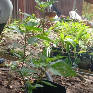 Anak pokok misai kucing樹苗猫须草