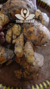 Temulawak 1kg atau Temu lawak Segar Organik - Asli Gunung Kidul