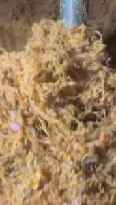 SERUNDIG DAGING TEMPATAN HARGA BORONG 10KG