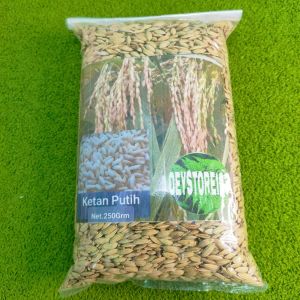 Jual Bibit ketan putith kulitas super tanpa gabah per kantong