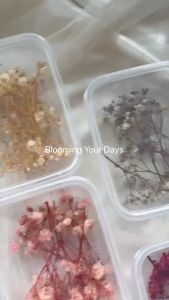 (2GR) BUNGA Baby Breath Box Bunga kering baby breath Gypsophila Flowers Hiasan Dekorasi Decoration Seserahan Mahar Hiasan