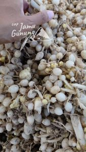 Kunyit Putih Segar 500gr Asli Gunung - Obat Herbal Kista