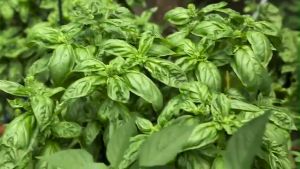 SULIT PACK! SWEET BASIL GENOVESE SEEDS (30pcs seeds) SWEET/HEBRS/EASY TO GROW/HYBRID