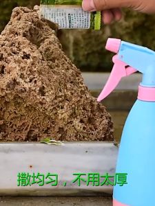 Moss Plant Spore 20g Powder for Rockery Flowerpot Plant Landscaping