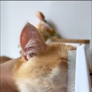 Pet Flea Comb for Dogs & Cats Pet Grooming Comb Flea Lice Tick Remover Comb Sikat Kutu Kucing 宠物跳蚤梳