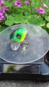 Bộ Mồi Câu Cá Giả BILLINGS 5 Chiếc Kiểu Đá Mồi Crankbait Nhựa Nhân Tạo Với Hạt Thép Nhỏ Dùng Cho Câu Cá Biển Sông Hồ