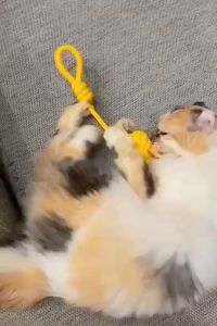 Đồ chơi cho Chó gặm sạch răng bằng dây thừng bện (mẫu mới) - Hara Pet Store