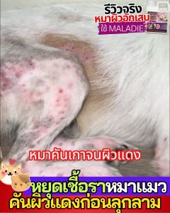 MD สเปรย์ป้องกันเห็บหมัด แก้ขี้เรื้อนสุนัข แมว เชื้อรา ยีสต์ ขนาด 1 ลิตร ลดอาการคันของสัตว์เลี้ยง สูตรอ่อนโยน ฟื้นฟูผิวหนัง