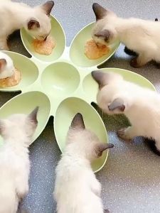 Multiple Cat Plate Bowl Petal Shaped Six Compartment Pet Dinner Bowl Multi-cat Family Feeding Bowl