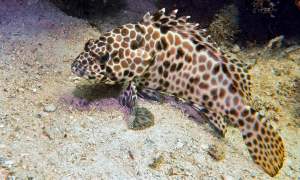 Honeycomb Grouper/Kerapu/Readystock/Brackish/Ornamental Fish