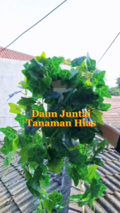 Daun Juntai Tanaman Hias  Plastik Dekorasi Ruangan Minimalis Home