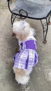 QA°02 Kawaii Pet Bowknot With Collar Student Dress Skirt Cute Pet Mini Skirt Dress Costume