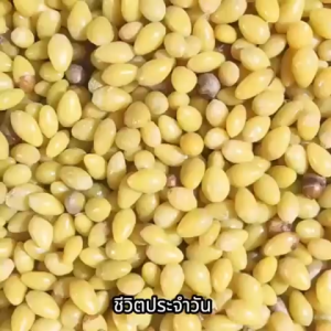 แปะก๊วยแกะเปลือก ของใหม่อร่อย ของสวย นำไปทำขนมหวาน