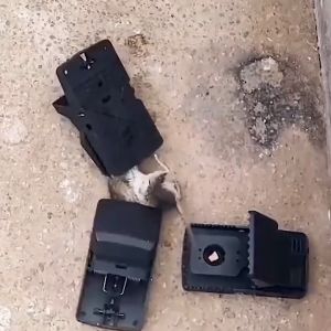 [Perangkap Tikus] Reusable Mouse Trap Rat Trap Bait Rat Catching Halau Tikus Pelekat Tikus Ubat