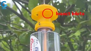 【Gbest】🔥Malaysia In Stock🔥Fruit fly trap killer Attractant Val fly bait needle flying bees Drosophila Catcher Lure medicine gold flies Insect Melon fruit tree Vegetable Pest Insect fruitfly glue trap perangkap lalat buah 果蝇诱捕 果蝇药 捕蜂器