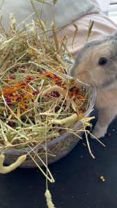 Floral Forage Mix | No Furries Delights | Perfect Hay/Green Topper & Treats for Small Pet Animals & Birds