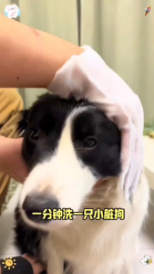 10 Packs Unscented Extra Thick Pet Bathing Wipes for Dogs & Cats Dog Wipes Washing Gloves Cleaning & Deodorizing Grooming Gloves with Glycerin Aloe Extract