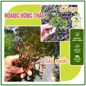 Cây thuỷ sinh Hoàng Hồng Thảo [lá nước/lá cạn] trang trí bể cá dễ trồng không cần CO2