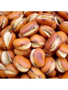 Original Roasted Broad Bean