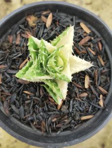 bunga hias hidup aloe juvena varigata langka