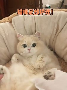 ถุงมืออาบนำแมว 6ชิ้น/ซอง ถุงมือสัตว์เลี้ยงแบบใช้แล้วทิ้ง ถุงมืออาบน้ําสุนัข ดับกลิ่น ดูแลผิวสุนัขและแมว ที่อาบน้ําแมว โฟมอาบน้ําแห้งสุนัข