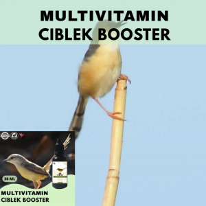 Vitamin Burung Gacor 30 ml Untuk Ciblek Vitamin Penggacor Burung Rekomendasi Burung Kicau