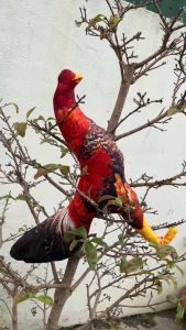 GÀ 8D RÈN THỂ LỰC CHO GÀ CHỌI GÀ NÒI GÀ TRE