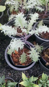 🥬🌿คะน้าเคลเรดรัสเซีย ( Red Russian ) ถุงดำ  7  นิ้ว 🌿🥬