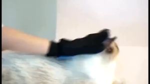 Găng tay chải lông lấy lông rụng chó mèo