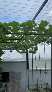 Hạt giống bầu hạt bầu lai hạt bầu sao hạt bầu xị hạt bầu hồ lô/hạt giống Phú Nông