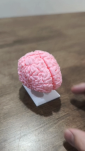Human Brain Anatomy Model – 50% Scale Educational Display