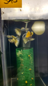 🐟Ajelis Guppy🐟 Yellow Snake Cobra Guppy 黄蛇王孔雀鱼 - Aquarium Ornamental Fish Tuxedo Guppy Ikan Hiasan 孔雀鱼 大尾巴 三角尾